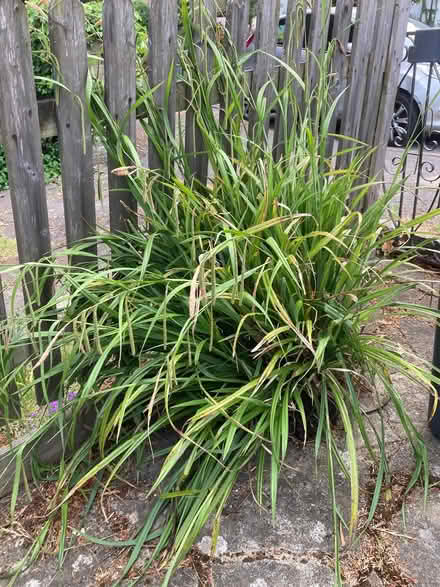 Photo of free Clump of sedge plant (Purley CR8) #1