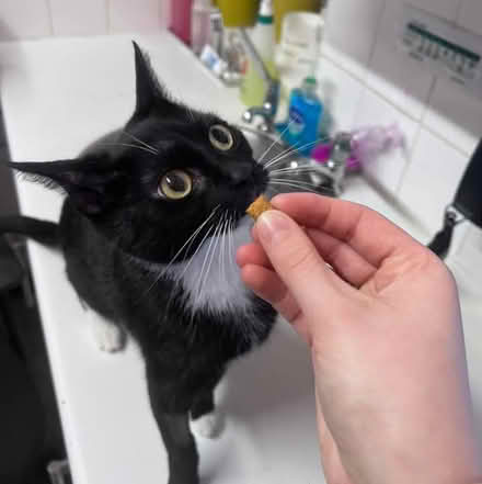 Photo of Wet cat food (Reading RG2) #2