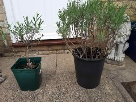 Photo of free Lavender plant (HP13 near railway station) #1
