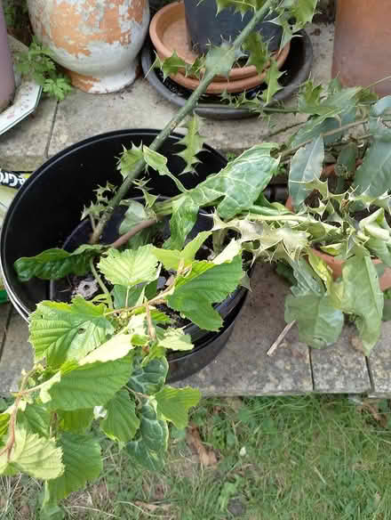 Photo of free Saplings (Maldon CM9 6AN) #1