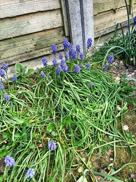 Photo of free Muscari (grape hyacinth) bulbs (Waterlooville PO8) #1