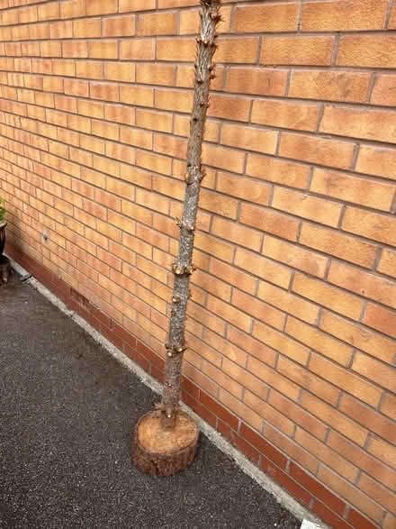 Photo of free Tree Stump (Solihull B90) #1