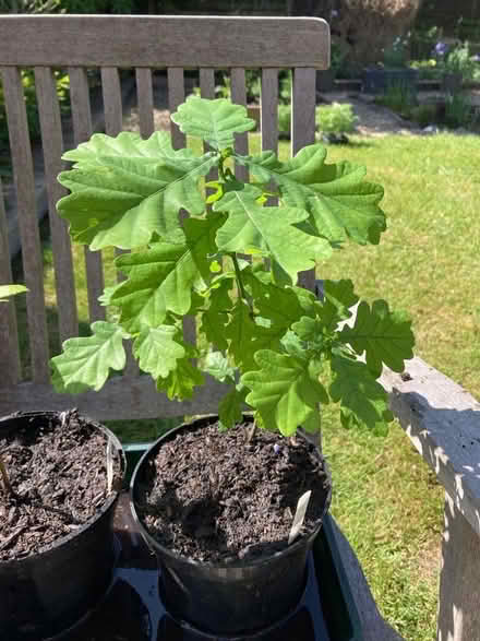 Photo of free Space for a sapling oak or beech tree? (Oldfield Park) #2
