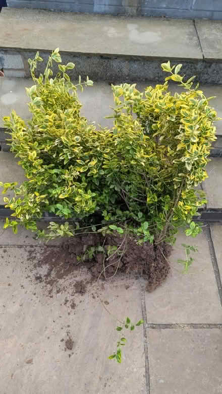 Photo of free Euonymus bushes (Hereford, HR2) #3