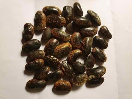Photo of free Runner bean seeds (Alvaston) #1