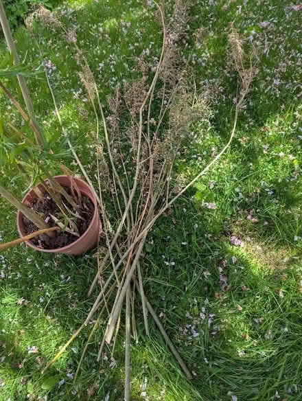 Photo of free Willow (Craiglockhart EH14) #2