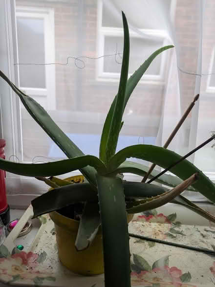 Photo of free 3 Agave plants (Wigston LE18) #2