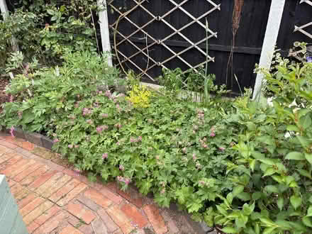 Photo of free Geranium plant (pink flowers, spreads and grows well!) (Mackworth Estate DE22) #2