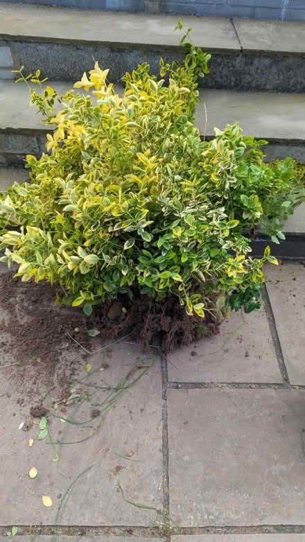 Photo of free Euonymus bushes (Hereford, HR2) #4