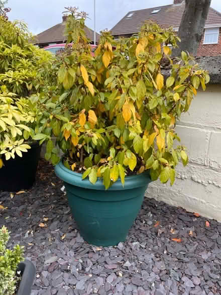 Photo of free plants 3 big pots ready to go (CH62 bromborough) #3