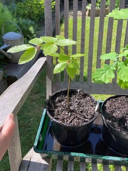 Photo of free Space for a sapling oak or beech tree? (Oldfield Park) #1