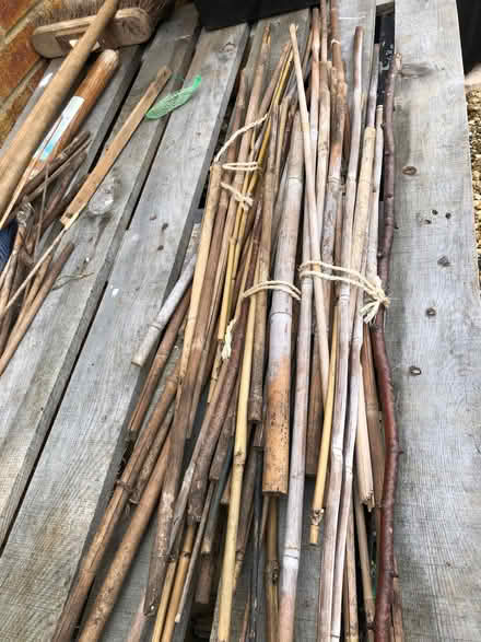 Photo of free Short bean canes (West Hitchin SG5) #1