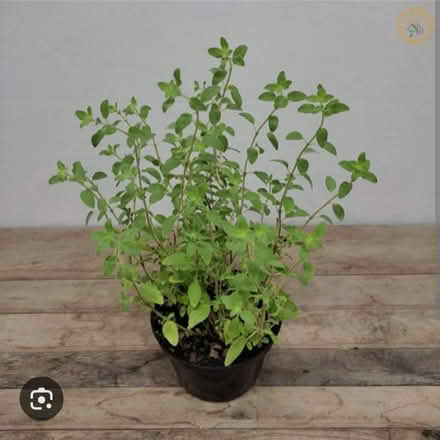 Photo of Oregano Seedlings/Stalks (St Ann's Wells Gardens area BN3) #1