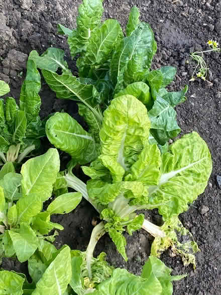 Photo of free Organically Grown Chard (Alfreton DE55) #1