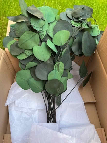 Photo of free Decorative preserved eucalyptus (Kings Chase SO51) #2