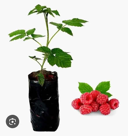 Photo of Raspberry Seedlings/Stalks (St Ann's Wells Gardens area BN3) #1