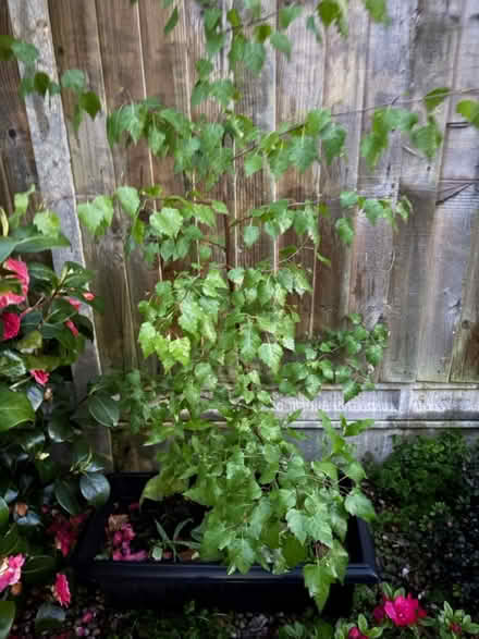 Photo of free tree in a pot (NN3 Meadowfields) #2