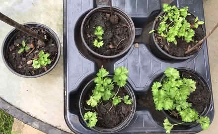 Photo of free Parsley seedlings (Cookham SL6) #1