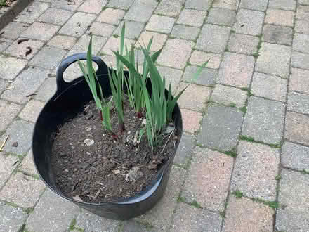 Photo of free Gladioli in tub (HG1) #1