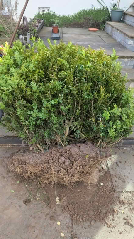 Photo of free Box hedge (Hereford, HR2) #1