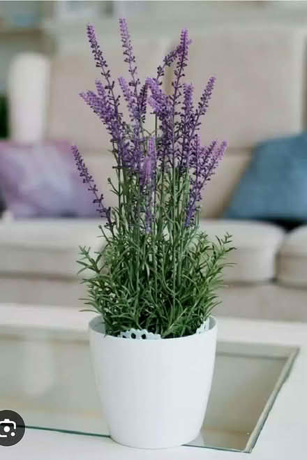 Photo of Lavender Seedlings/Stalks (St Ann's Wells Gardens area BN3) #1