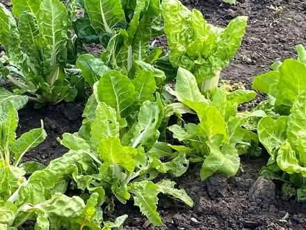 Photo of free Organically Grown Chard (Alfreton DE55) #2