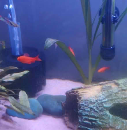 Photo of free 3 Adult Rosy Barbs (Strood ME2) #1