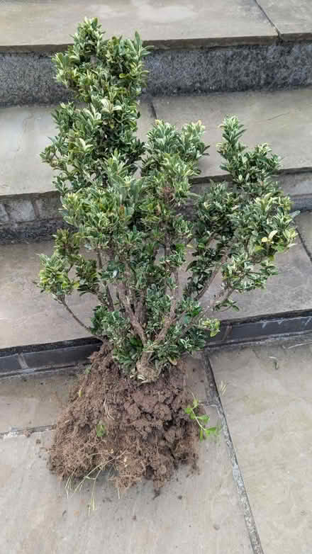Photo of free Euonymus bushes (Hereford, HR2) #2
