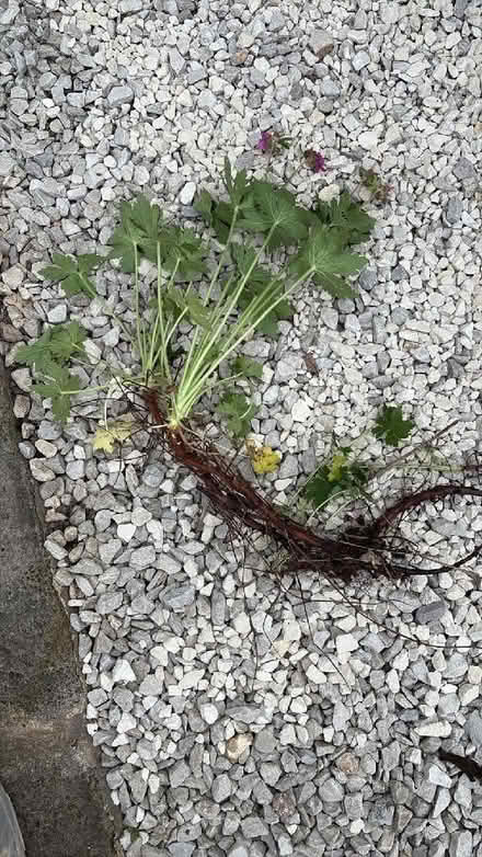 Photo of free Geranium plant (pink flowers, spreads and grows well!) (Mackworth Estate DE22) #3