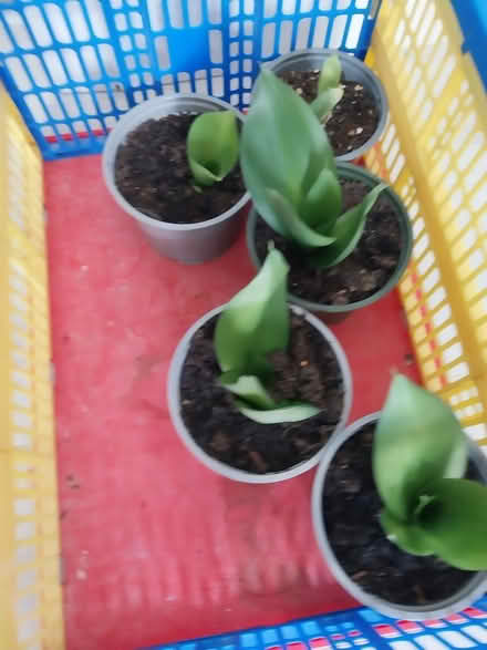 Photo of free Succulent plants (AL7 Welwyn Garden City) #1