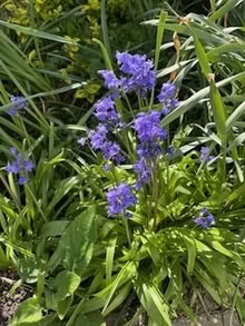 Photo of free Spanish bluebells (Woking) #1