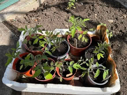 Photo of free Tomato plants (Heversham LA7) #1