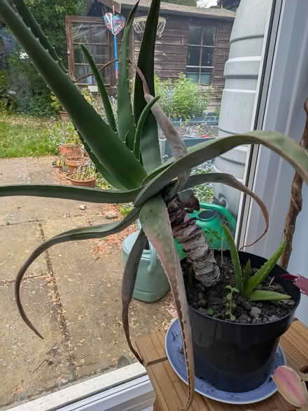 Photo of free 3 Agave plants (Wigston LE18) #3