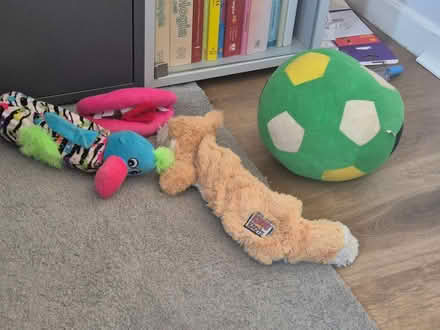 Photo of free Soft dog toys (Paddock Wood, village) #1