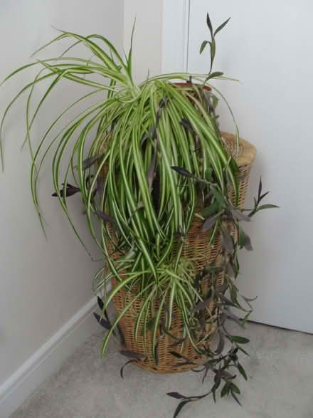 Photo of free Indoor plants (Oakwood Park EN2) #1