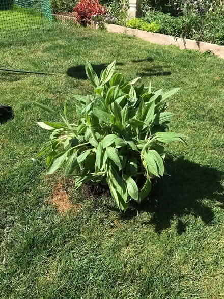 Photo of free Rudbeckia Goldsturm (SN14 Chippenham) #1
