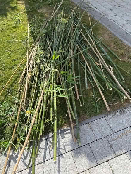 Photo of free Bamboo canes (Welling DA16) #1