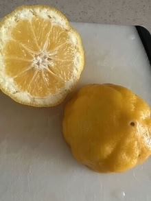 Photo of free Meyer Lemons #1