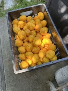 Photo of free Meyer Lemons #3