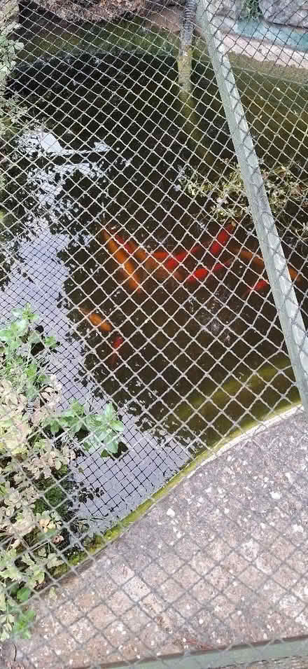 Photo of free Goldfish (Fleet Hargate PE12) #1