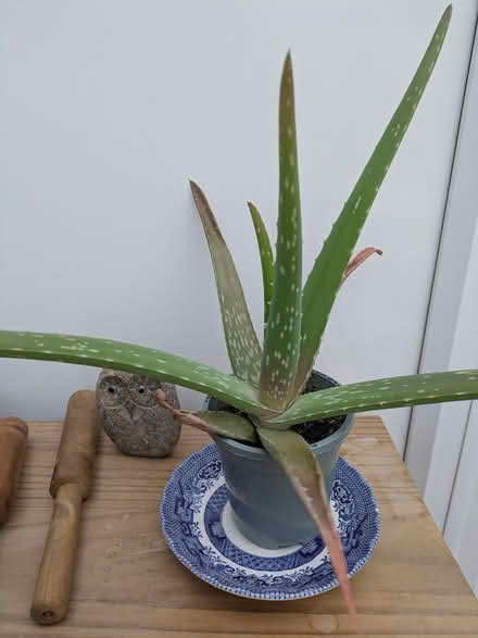 Photo of free 3 Agave plants (Wigston LE18) #1