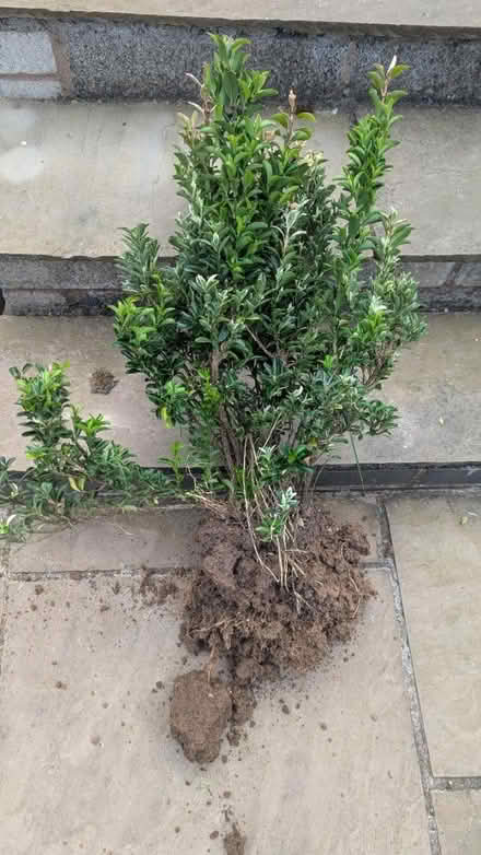 Photo of free Euonymus bushes (Hereford, HR2) #1