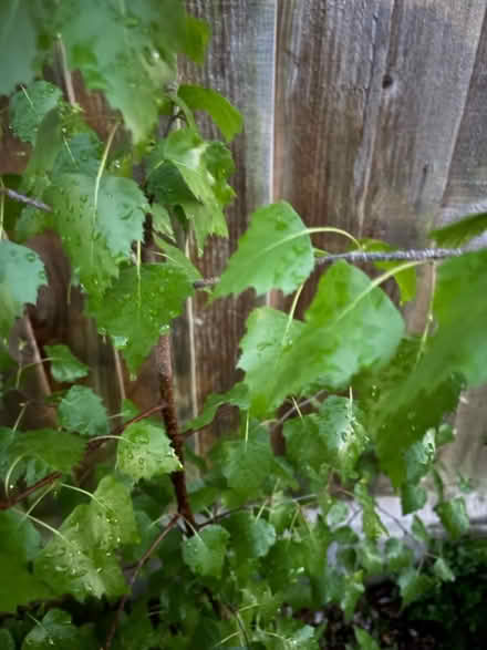 Photo of free tree in a pot (NN3 Meadowfields) #3