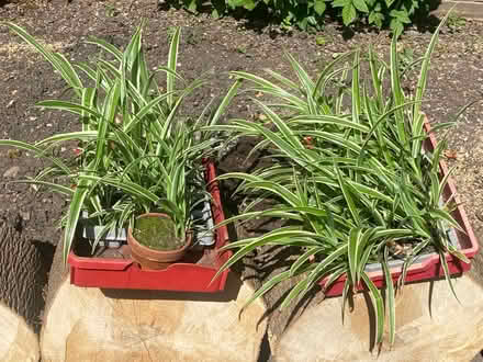Photo of free Spider plants (Chineham RG24) #1