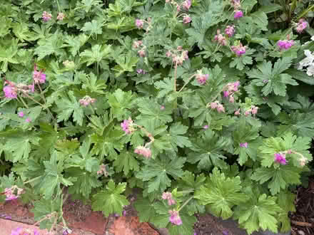 Photo of free Geranium plant (pink flowers, spreads and grows well!) (Mackworth Estate DE22) #1