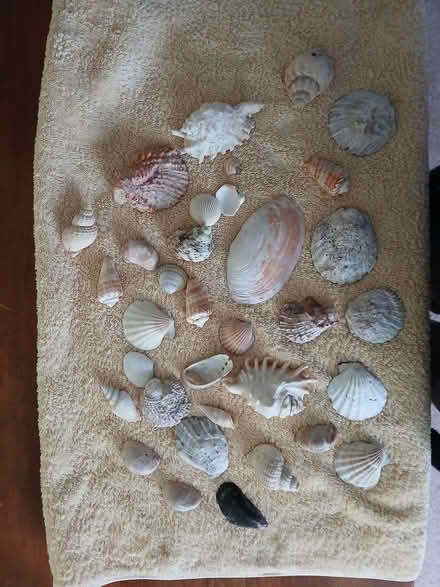 Photo of free collection of shells (Palmer Park RG1) #1