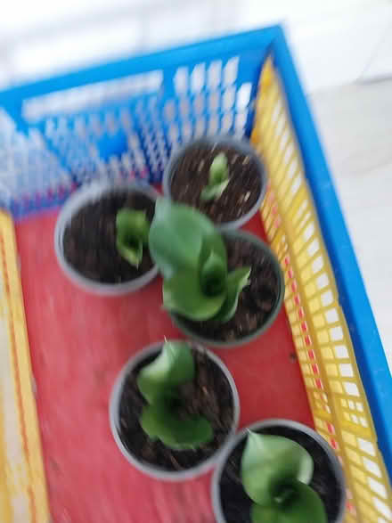 Photo of free Succulent plants (AL7 Welwyn Garden City) #2