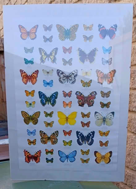 Photo of free butterflies art poster print (Bussage GL6) #1