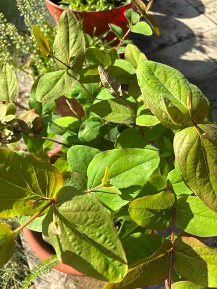 Photo of free plant in pot (NN3 Meadowfields) #1