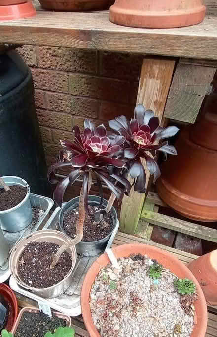 Photo of free Aeonium (Lower Earley RG6) #1